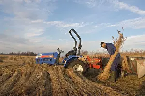 Bogs: Reed culture - Reed bundles are made