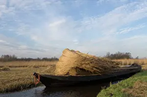 Bogs: Reed culture - Reed bundles are moved by boat in the fenland