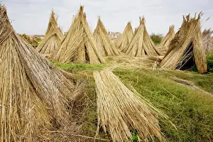 Cutters: Reed Cutters yard on the plains of eastern Hungary