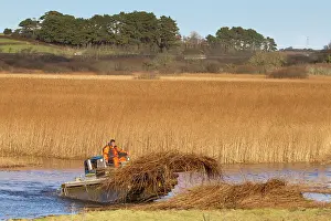 Marazion: Reed Cutting - Marazion Marsh