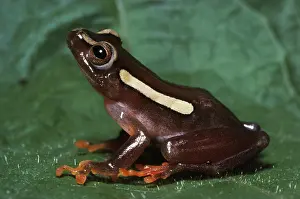 Argus: Reed Frog
