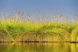 Sedge: Reed grass in the water, marsh landscape in the