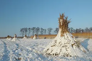 Phragmites: Reed harvest and culture