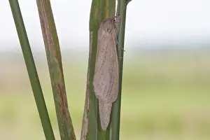 Vajta: Reed Leopard