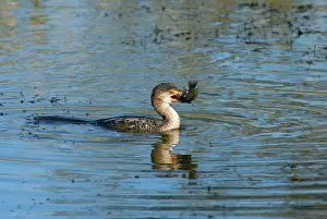 Tilapia: Reed / Long-tailed Cormorant - swallowing recently