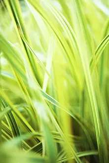 Variegata: Reed Sweet Grass