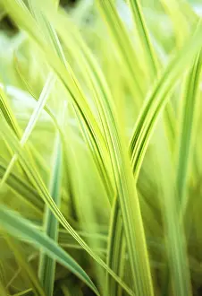 Imaginary: Reed Sweet Grass