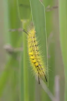 Tussock: Reed Tussock