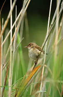 Scirpaceus: Reed Warbler