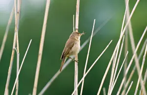 Scirpaceus: Reed Warbler