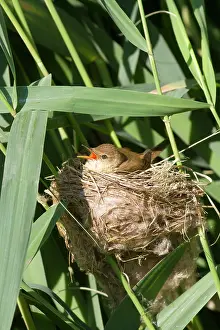 Acrocephalus: Reed Warbler