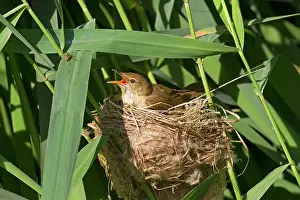 Acrocephalus: Reed Warbler