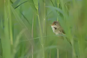 Acrocephalus: Reed Warbler