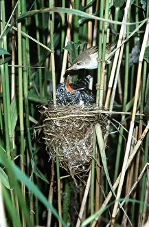 Begging: Reed Warbler feeding Cuckoo Chick at nest