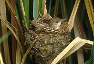 Cuckoo: REED WARBLER - female on nest incubating Cuckoo egg