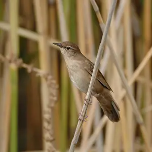 Typical: Reed warbler (Locustella luscinioides) in its typical habitat in the reeds