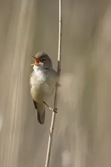 051118: Reed Warbler - male clinging to reed stem while