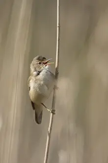 051118: Reed Warbler - male clinging to reed stem while