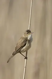 051118: Reed Warbler - male clinging to reed stem while