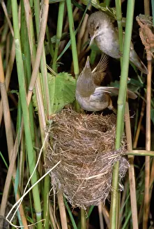 Scirpaceus: REED WARBLER AT NEST