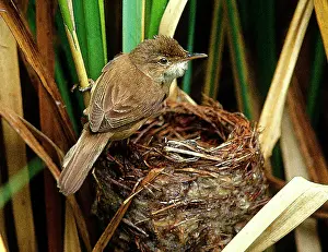 Scirpaceus: Reed Warbler - At nest
