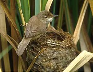 Cuckoo: REED WARBLER - at nest