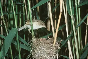 Reeds: REED WARBLER - at nest in reeds
