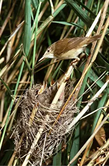 Begging: REED WARBLER - at nest with young