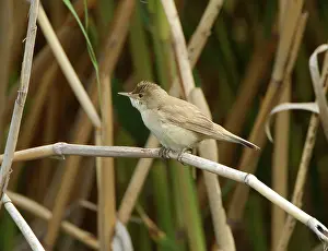 Acrocephalus: Reed Warbler - in reed bed - May
