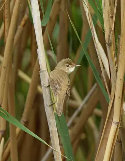 Acrocephalus: Reed Warbler - in reed bed - May