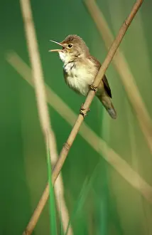 Scirpaceus: Reed Warbler - singing