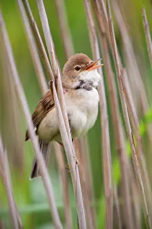 Scirpaceus: Reed Warbler - singing
