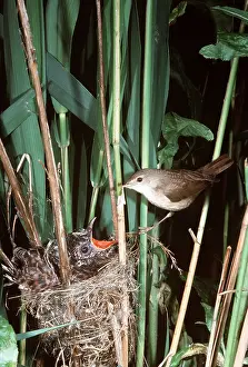 Begging: REED WARBLER - with young Cuckoo in nest