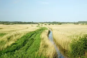Reedbeds: Reedbeds