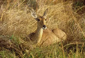 Redunca: Reedbuck - female