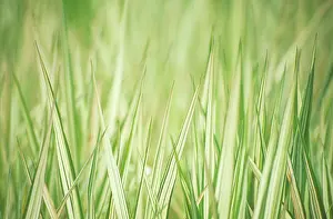 Arundinacea: Reedcanarygrass