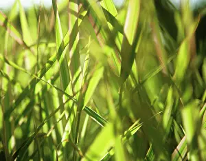 Arundinacea: Reedcanarygrass