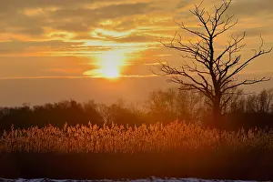 Wieden: Reedland during sunset against the light, The N