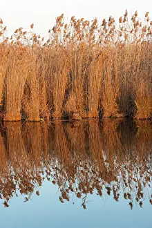 Thatch: The reeds of the Danube Delta during sunset