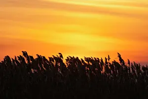 Thatch: The reeds of the Danube Delta during sunset