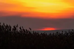 Thatch: The reeds of the Danube Delta during sunset