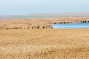 Thatch: The reeds of the Danube Delta in winter