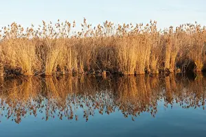 Thatch: The reeds of the Danube Delta in winter