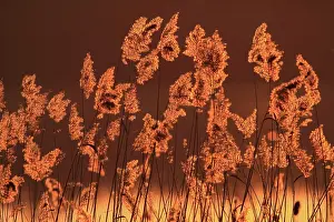 Arty: Reeds