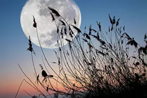 Gigantic: Reeds in front of full moon, Austria, Europe