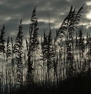 Unhappy: Reeds