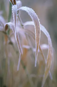 Final: Reeds