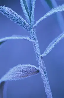 Phragmites: Reeds