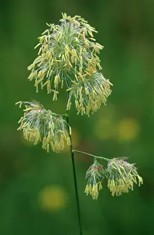 Phragmites: Reeds