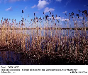 Phragmites: REEDS